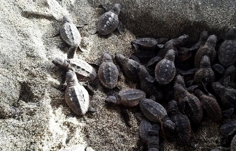 A handout photo made available by Colombian National Parks that shows loggerhead sea turtles hatch at the Tayrona National Park, in Santa Marta, Colombia.  EPA