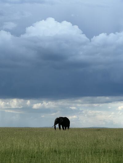 A lone elephant grazing in the Masai Mara Nature Reserve in Kenya. David Tusing / The National