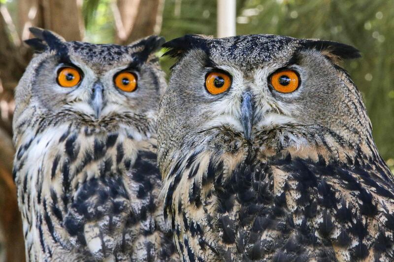 Eurasian eagle owls look on during a meeting of the Kuwait Owl Team, in Kuwait City. AFP
