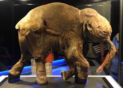 Scientists identified milk in the stomach and faecal matter in the intestines of this mammoth calf. Photo: Ruth Hartnup 