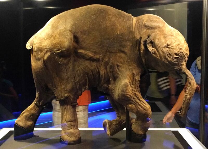 A woolly calf displayed at the Royal British Columbia Museum. Photo: Ruth Hartnup