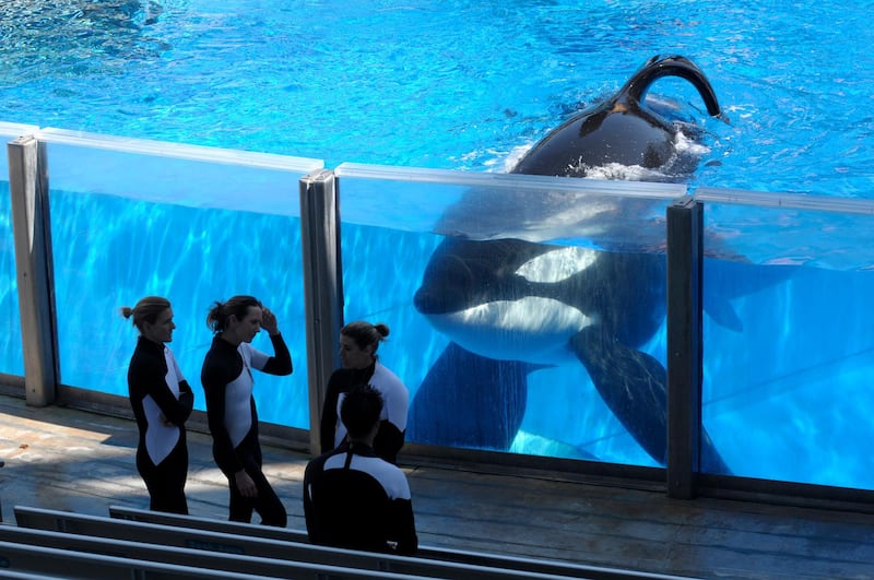 FILE - In this March 7, 2011 file photo, killer whale Tilikum, right, watches as SeaWorld Orlando trainers take a break during a training session at the theme park's Shamu Stadium in Orlando, Fla. Tillikum fatally attacked trainer Dawn Brancheur as terrified spectators watched. Her death was the focus of the 2013 documentary "Blackfish," which criticized SeaWorld's captivity of killer whales. SeaWorld eventually ended the orca shows. The story was among the top news stories of the decade for the state of Florida. (AP Photo/Phelan M. Ebenhack, File)