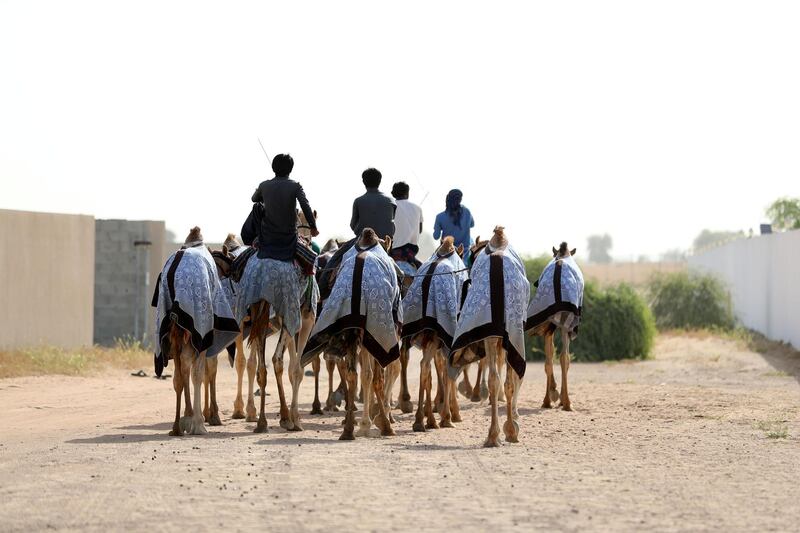 Dubai, United Arab Emirates - Reporter: Anna Zacharias. News. Handlers prepare the camels for racing at Al Marmoom camel race track. Tuesday, September 1st, 2020. Dubai. Chris Whiteoak / The National