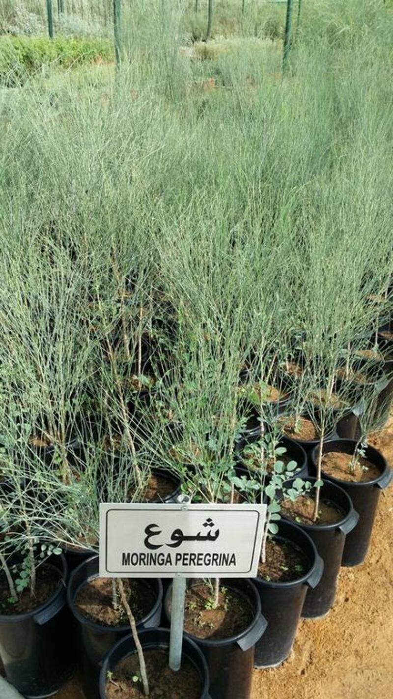 Moringa peregrina. Tree (small). Indigenous to North Africa and parts of the Middle East. Courtesy of Melanie Hunt