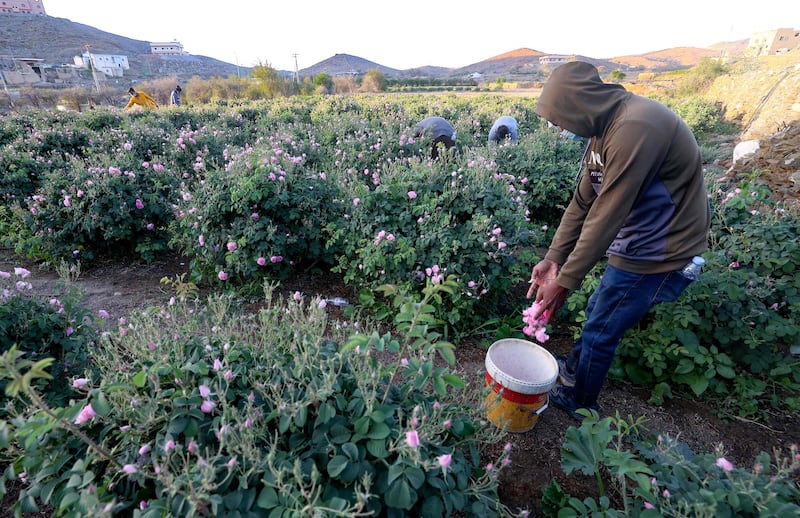 A worker at the Bin Salman farm picks Damascena roses to produce rose water and oil. AFP