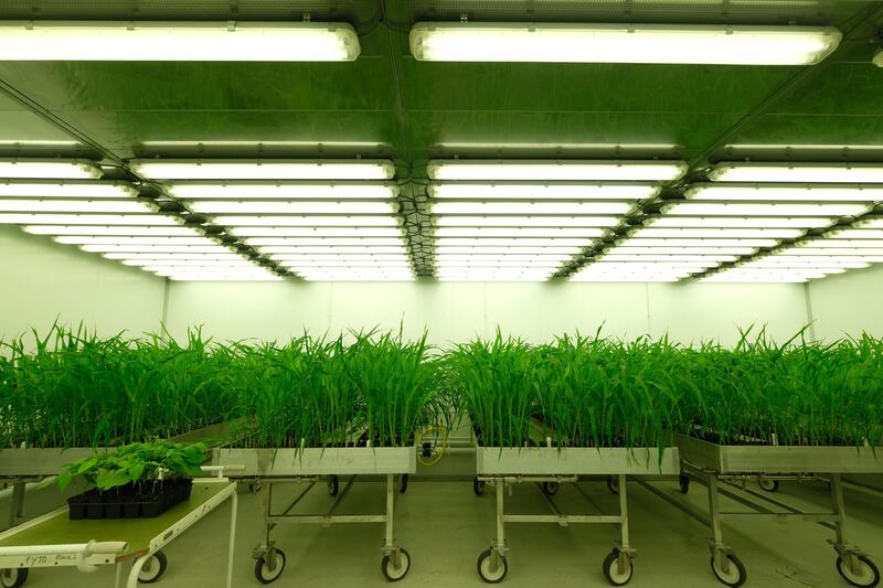 Sweet corn plants grow at a Dutch research centre as scientists seek ways to help farmers overcome the challenges from volatile climate conditions, severe soil erosion and biodiversity loss. Bloomberg