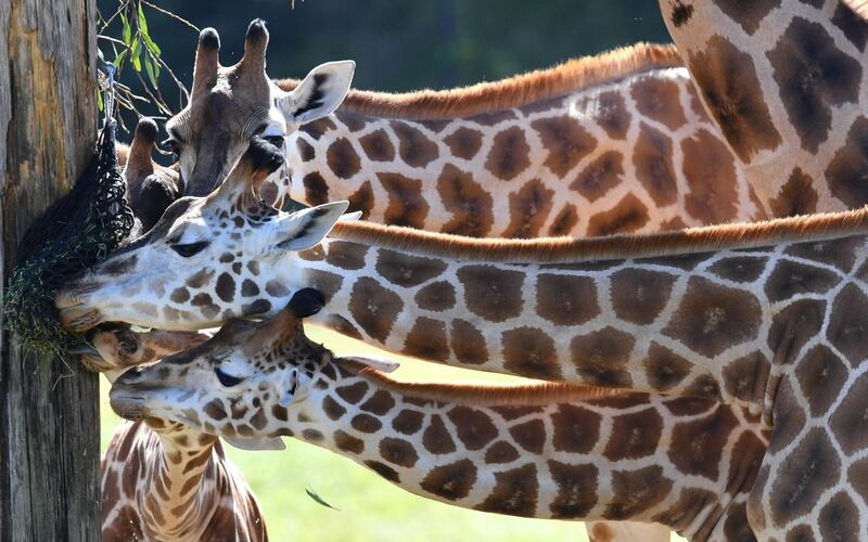 Sophie (bottom) the giraffe is seen feeding with members of her herd on her first birthday at Australia Zoo in Beerwah, Queensland, Australia. EPA