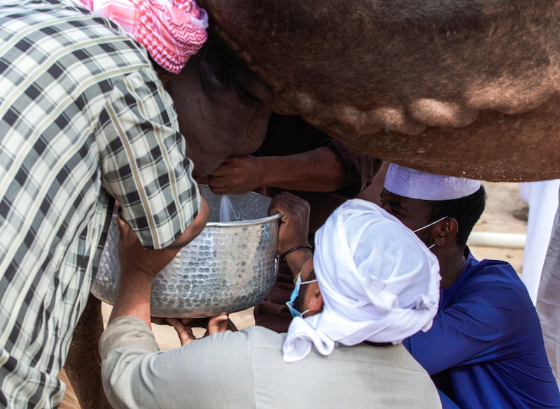 Only farmers or camel owners are allowed in the milking area and no fast movements are allowed to avoid causing stress for the camels.