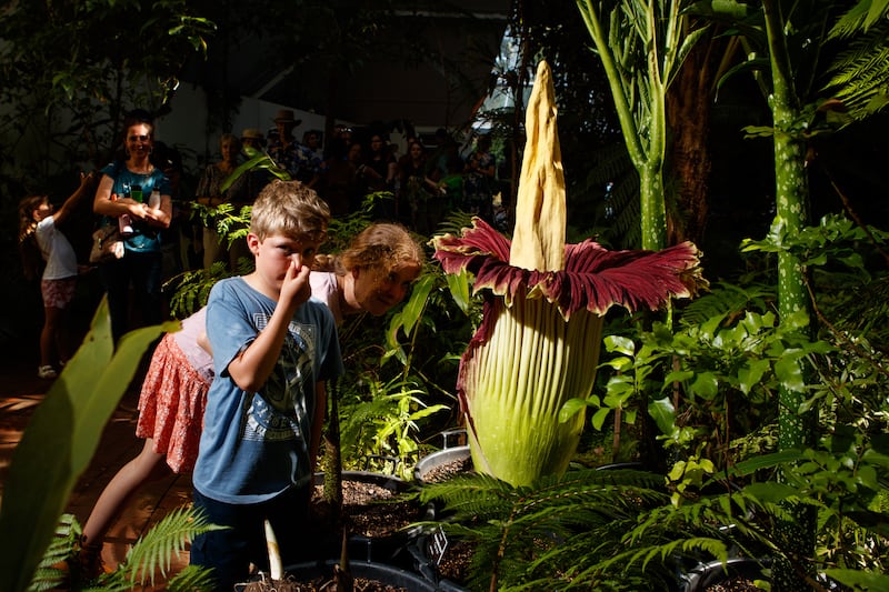A young boy reacts to the strong smell as visitors look at the Titan Arum, aka Corpse Flower, as it begins to bloom at the Adelaide Botanic Gardens in Adelaide, Australia, 09 January 2023.   It is the first time that the endangered flower has blossomed in nearly 10 years, and it is expected to take another three to five years before it does so again.  The huge plant is known for its strong odor of a rotting corpse with which it usually attracts insects for its pollination.   EPA / MATT TURNER AUSTRALIA AND NEW ZEALAND OUT