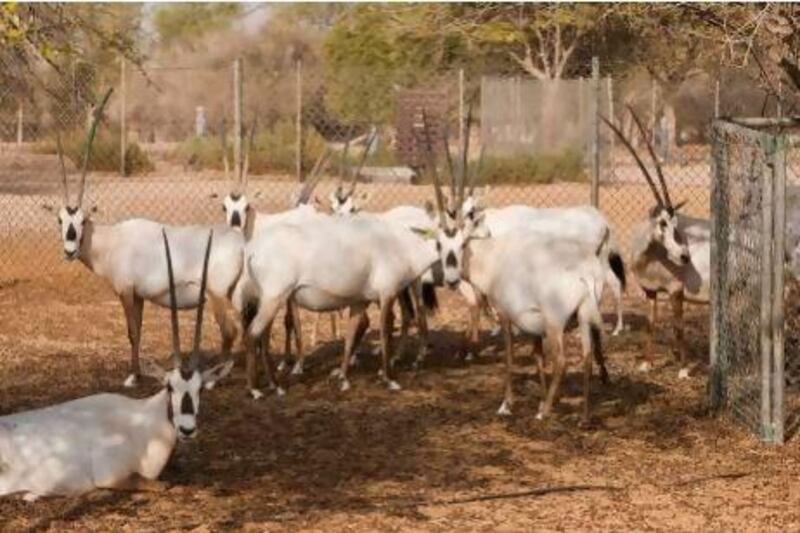 Vaccine tests have been carried out on Arabian oryx at the Wadi Al Safa Wildlife Centre.