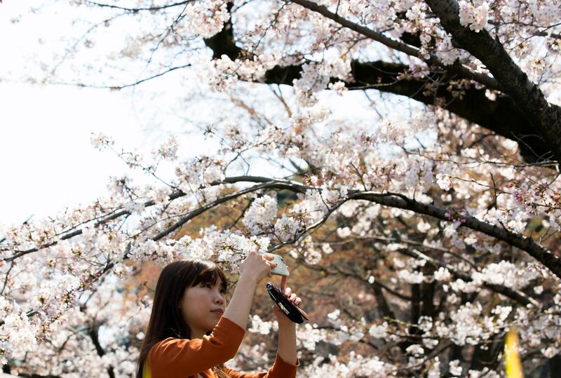 TOKYO, JAPAN - APRIL 04:  A woman takes a photograph of a cherry tree in bloom on April 4, 2017 in Tokyo, Japan. Japan's cherry blossom season is reaching its climax this week. The season officially kicked off on March 21, 2017, when the Japanese Meteorological Agency confirmed the flowers on a sample tree in the Yasukuni Shrine were in bloom in Tokyo.  (Photo by Tomohiro Ohsumi/Getty Images)