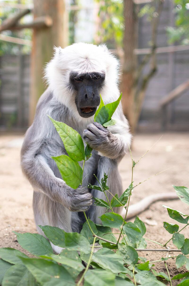 A five-year old female Grey Langur (Semnopithecus entellus) eats in her enclosure in the Nyiregyhaza Animal Park in Nyiregyhaza, Hungary. EPA