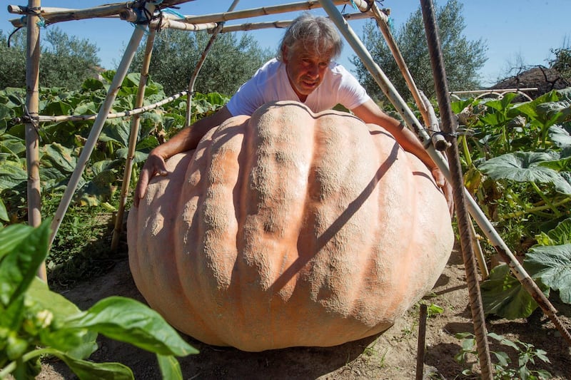Farmer Manuel Ramos with one of his four giant pumpkins on his vegetable patch in Fermoselle, Zamora, Spain.  EPA
