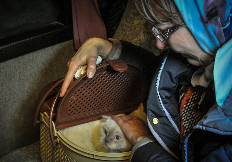A woman who fled Mariupol pets a cat onboard a bus at the Veselo-Voznesenka border point in Rostov, Russia. EPA