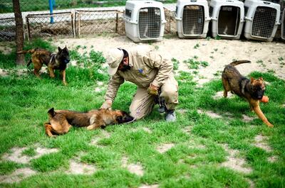 In this photo taken on April 7, 2019, an Afghan dog handlers trains young explosive detection dogs during a practice session at the Mine Detection Centre (MDC) in Kabul. Naya, a three-year-old Belgian malinois, focuses intently as she leaps over hurdles and zooms through tunnels on an obstacle course at a training centre on a hill overlooking Kabul. - To go with story 'AFGHANISTAN-CONFLICT-MINES, FOCUS' by Thomas Watkins
 / AFP / WAKIL KOHSAR / To go with story 'AFGHANISTAN-CONFLICT-MINES, FOCUS' by Thomas Watkins
