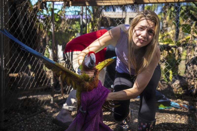 Alexis Highland handles a parrot that is being evacuated from the Malama Manu Sanctuary in Pine Island, Florida. AP