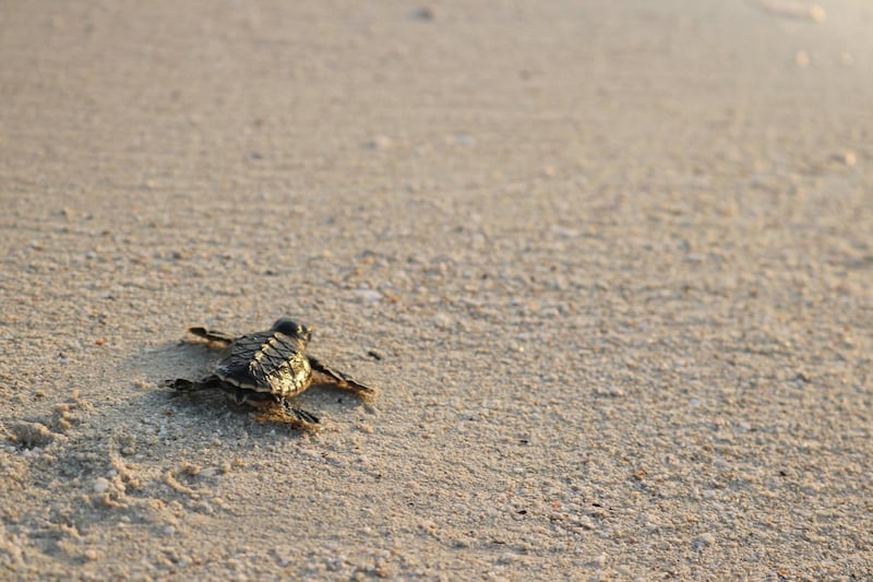 Hawksbill turtle hatchling glinting in light from setting sun, as it heads for the waters of the Persian Gulf, Jebel Ali Wildlife Sanctuary.  - Wild Dubai. Courtesy Discovery