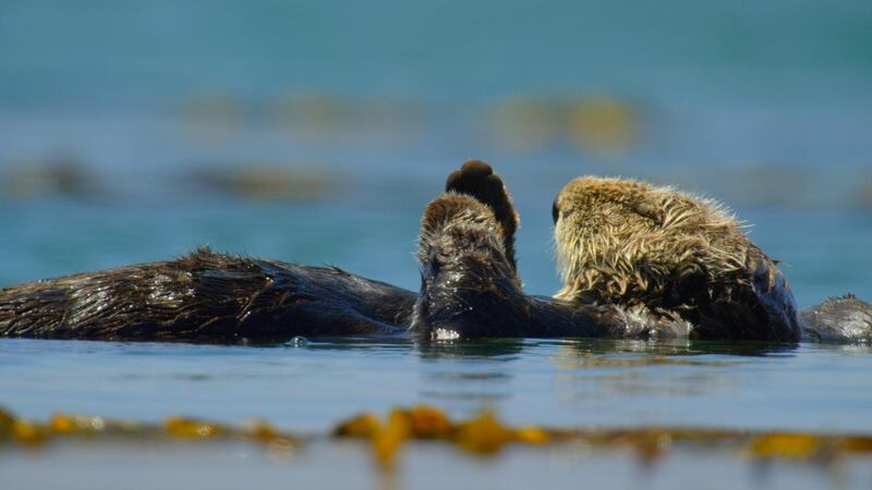 A sea otter chilling out off the coast of California. The otters spend a lot of time sleeping and wrap themselves in fronds of giant kelp so they don't float out to sea. Filmed under US Fish and Wildlife Services – MA92150B
SCREEN GRAB