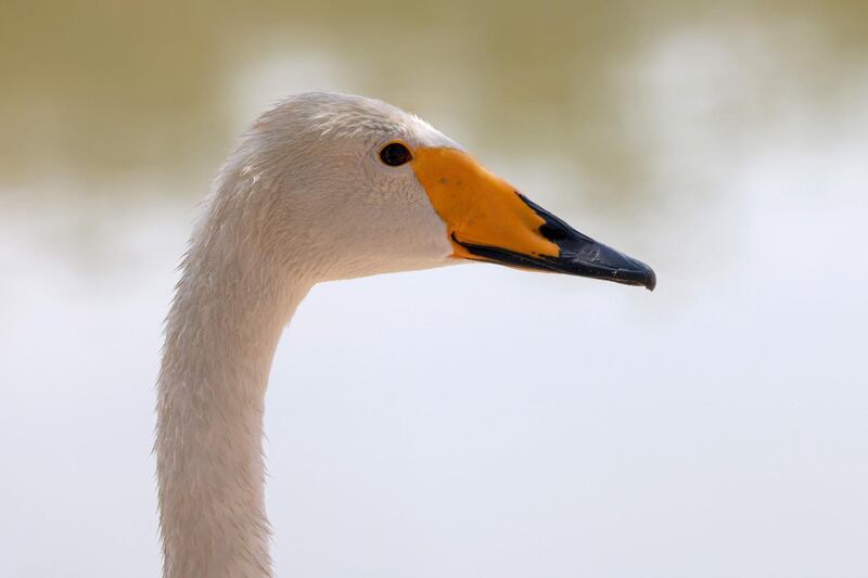 A swan in Al Qudra lake in the desert of Dubai. AFP