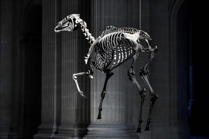 A creation entitled 'Marengo', a 3D skeleton of Napoleon's war horse hanging over Napoleon's tomb, by French artist Pascal Convert, at the Hotel des Invalides, in Paris, France. AFP