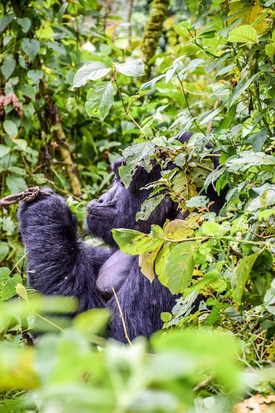 Photographed in Bwindi Impenetrable Forest, Uganda, this impressive gorilla is obviously enjoyinghis meal. Getty Image