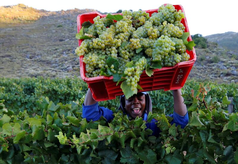 A worker harvests grapes at the La Motte wine farm in Franschhoek near Cape Town, South Africa in this picture taken January 29, 2016. REUTERS/Mike Hutchings     TPX IMAGES OF THE DAY      - D1AETGCGWPAD