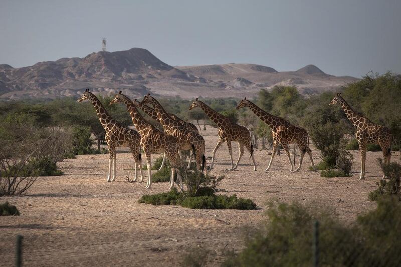 A group of Somali giraffes, roam across the nature and wildlife reserve on the Sir Bani Yas Island. A Dubai-based tour operator is now offering seaplane safaris to the reserve. Silvia Razgova / The National