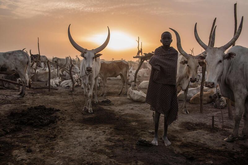 A boy poses for a photo with his cattle.