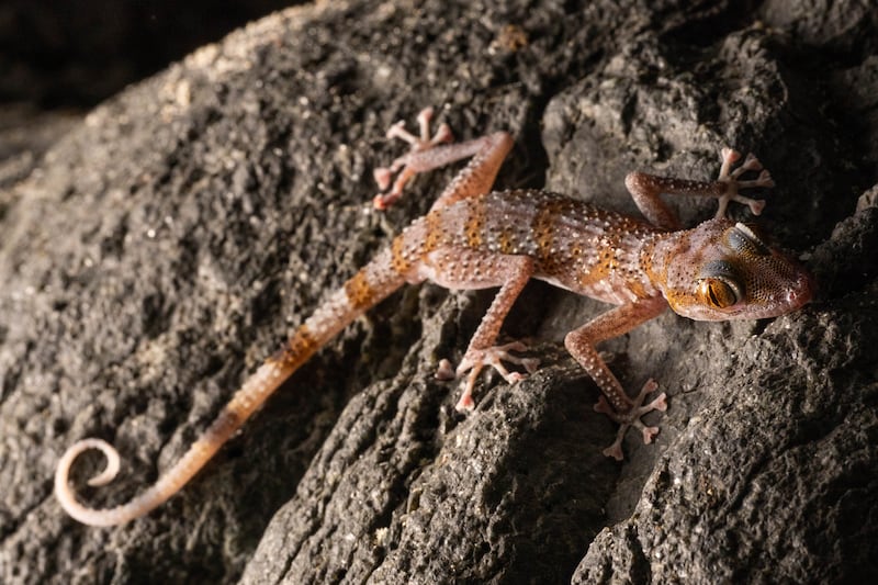 An Emirati leaf-toed gecko found during the 2022 expedition. Photo: Bernat Burriel / Institute of Evolutionary Biology