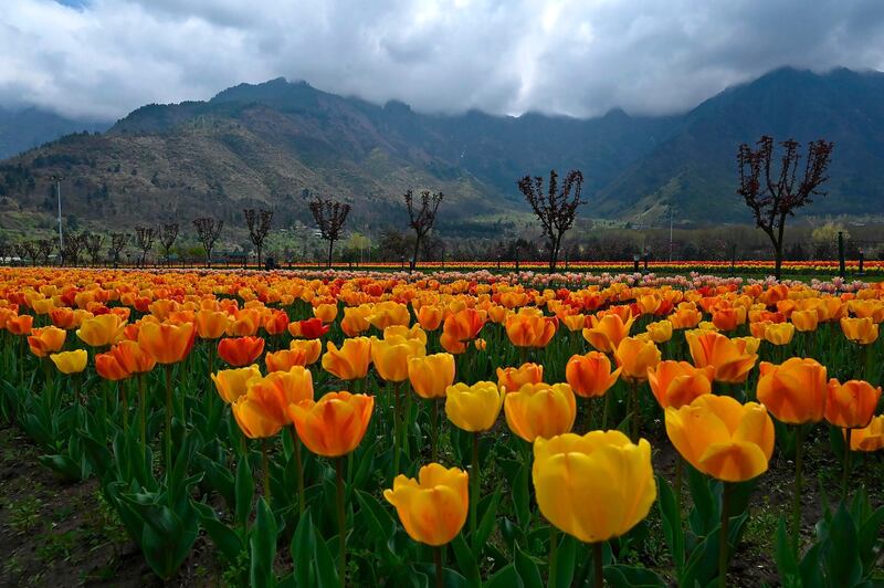 Tulips grow in a field as spring arrived in the region at the shutted Tulip Garden during a government-imposed nationwide lockdown as a preventive measure against the COVID-19 coronavirus, on the outskirts of Srinagar on April 10, 2020. / AFP / Tauseef MUSTAFA
