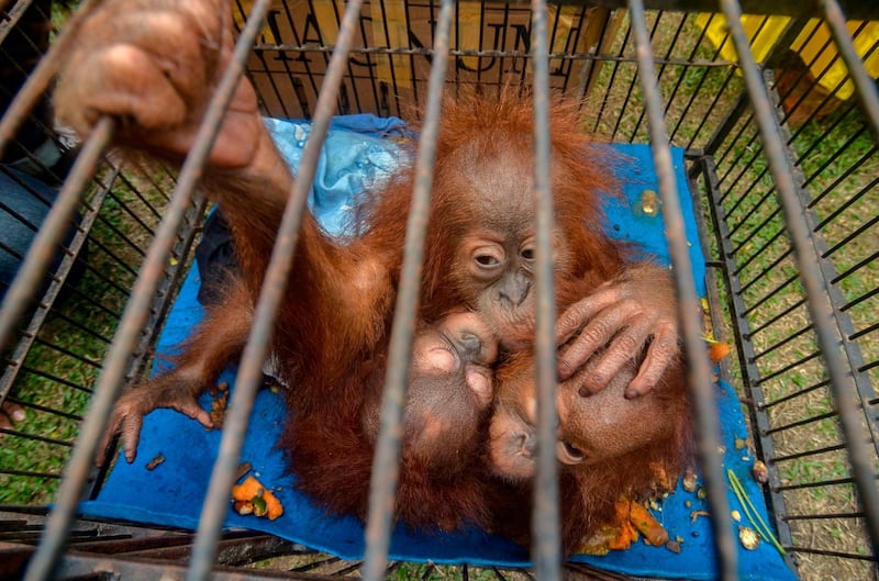 Three young orangutans after they were rescued by police from illegal wildlife traffickers in Pekanbaru in Riau province. AFP