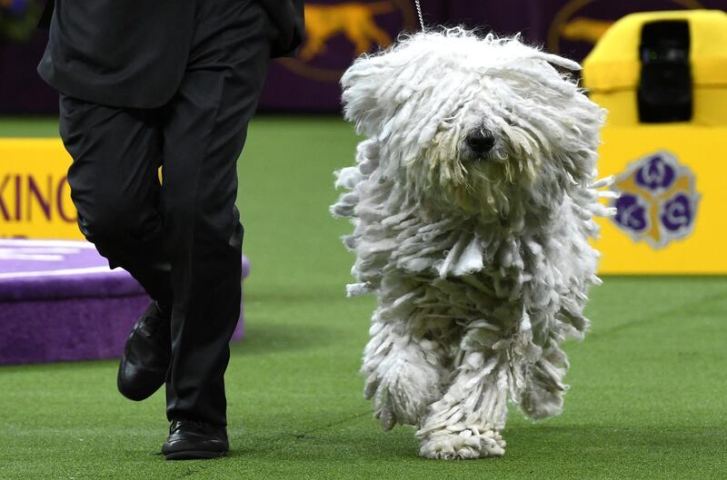 A Komondorok runs with their handler in the Working Group judging. Photo: AFP