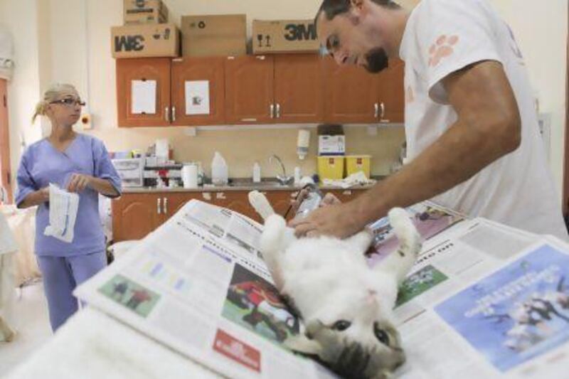 Veterinary Technician Gabor Gajdacs preforms surgery on a stray cat at the Sharjah Cat and Dog Shelter. To his left is Adrienn Krznai, a veterinary physician also working at the shelter. Razan Alzayani / The National