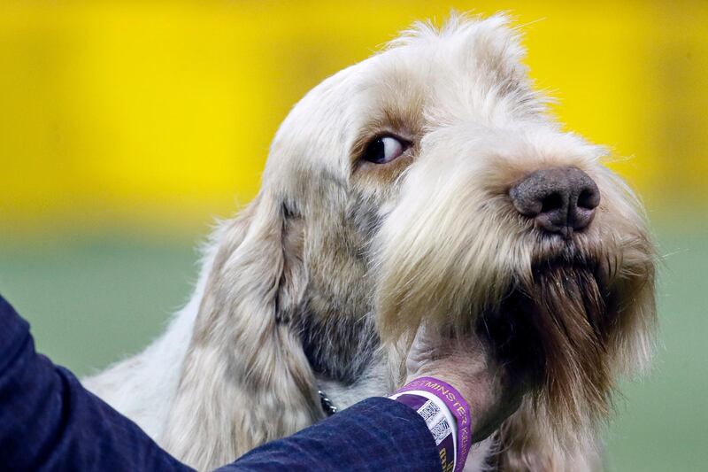 Side eye: A Spinone Italiano competes during 144th Westminster Kennel Club dog show. AP