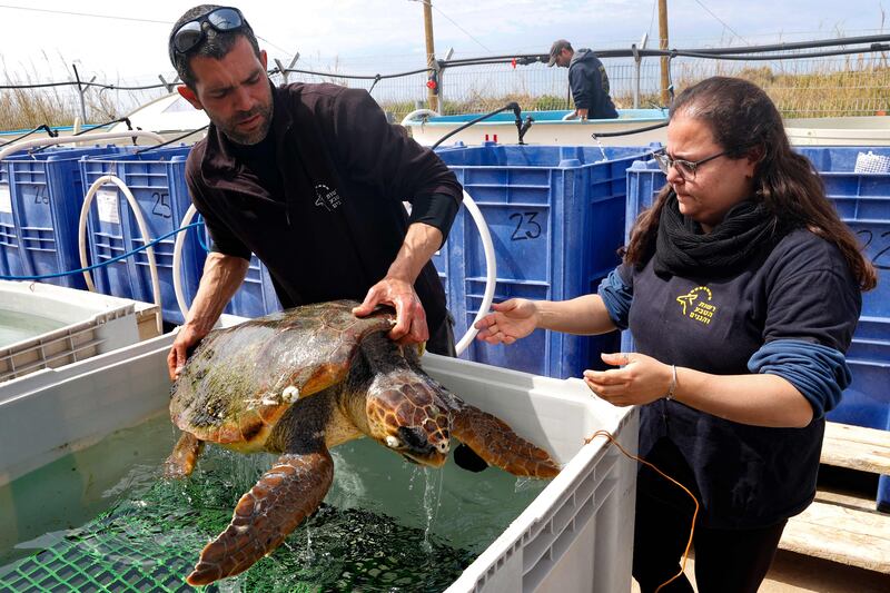 Members of the National Sea Turtle Rescue Centre remove a rehabilitated sea turtle from a water tank to carry it to the sea off the coast of Mikhmoret, Israel.