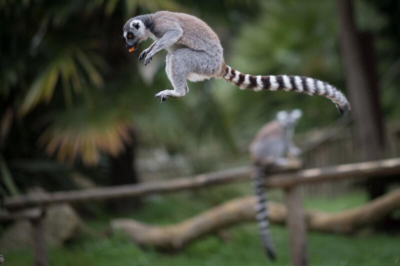 A lemur jumps in the air with a piece of carrot in his mouth at the zoological park "Planete Sauvage" at Saint-Pere-en-Retz, on the outskirts of Nantes. AFP