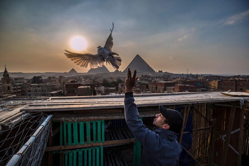 A pigeon takes flight against a background of the Giza pyramids in Cairo, the capital of Egypt. AFP