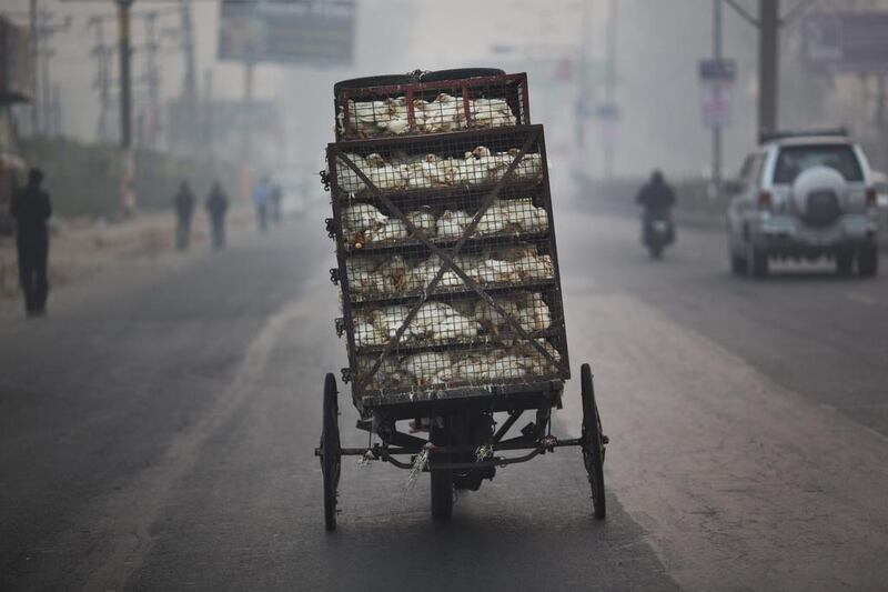 Live chickens are transported in a tricycle in Ghaziabad, on the outskirts of New Delhi. Bernat Armangue / AP Photo
