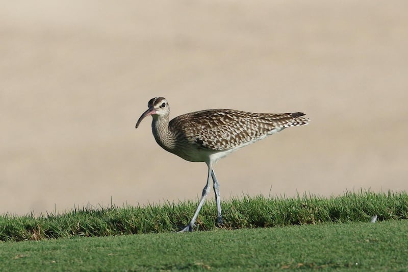 The Steppe Whimbrel was declared extinct in 1994, though about 100 are thought to remain in the wild