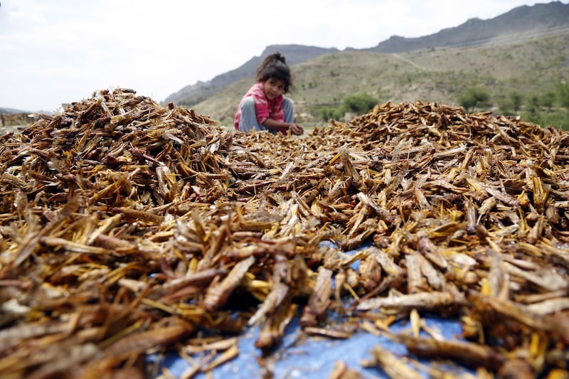 epa07671532 A child sits near a large amount of roasted locusts after catching them at an agricultural area in the central province of Dhamar, Yemen, 24 June 2019. Massive swarms of desert locusts have spread throughout Yemen. Traditionally, many Yemenis roast locusts and eat them amid food shortages in the war-torn Arab country.  EPA/STRINGER