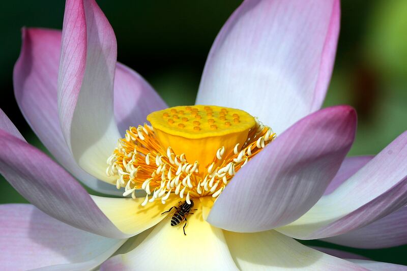 A lotus flower in a lake in Ninh Binh, Vietnam.