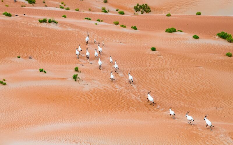 Arabian Oryx. Abu Dhabi is a regional leader for establishing and managing nature reserves