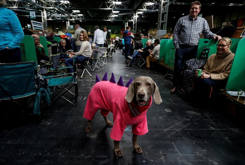 A Weimaraner is seen wearing a jumpsuit on the second day of the Crufts Dog Show in Birmingham, Britain.  Reuters