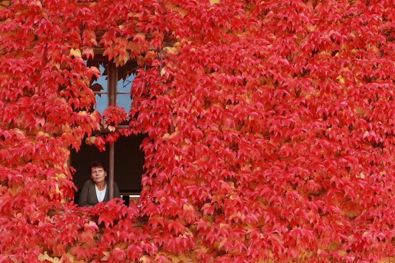 A woman looks out of a window of a house covered with coloured leaves in Ballenstedt, eastern Germany. Matthias Bein / AFP Photo