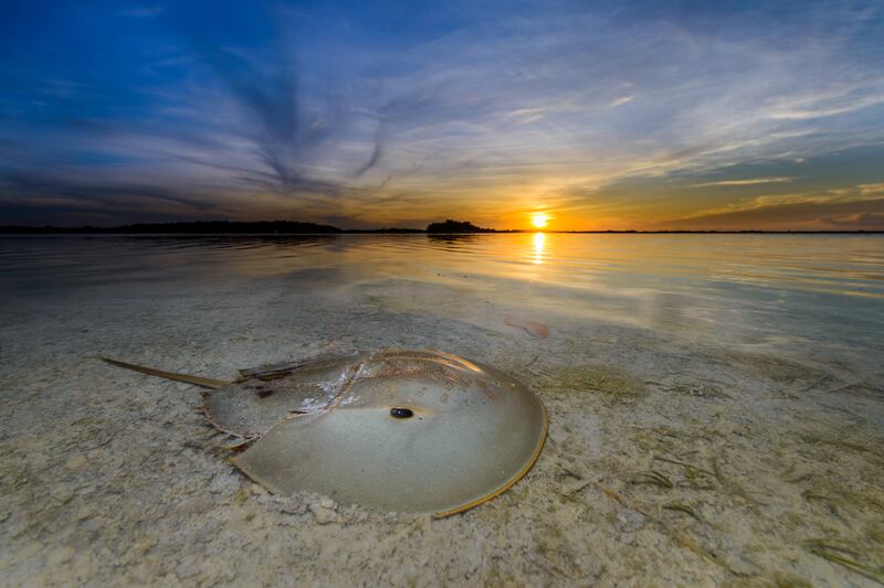 Highly Commended, Mangroves & Wildlife,  Fernando Constantino Martínez Belmar, Mexico. Photo: Fernando Constantino Martínez Belmar / Mangrove Photography Awards