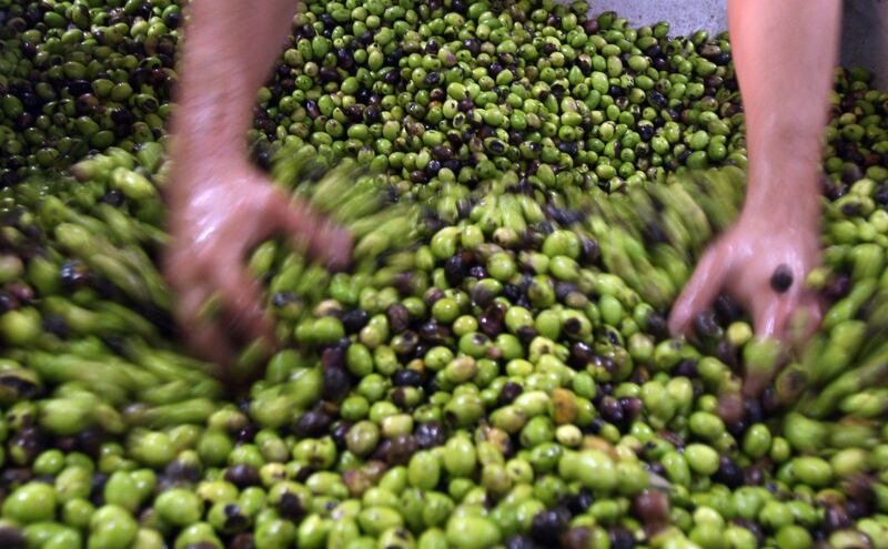 A Palestinian farmer examines olives about to be pressed in the West Bank city of Ramallah on October 13, 2009. Palestinian farmers across the West Bank are starting to harvest their olives, with many making their own olive oil and soap for themselves and to sell. AFP PHOTO/ABBAS MOMANI