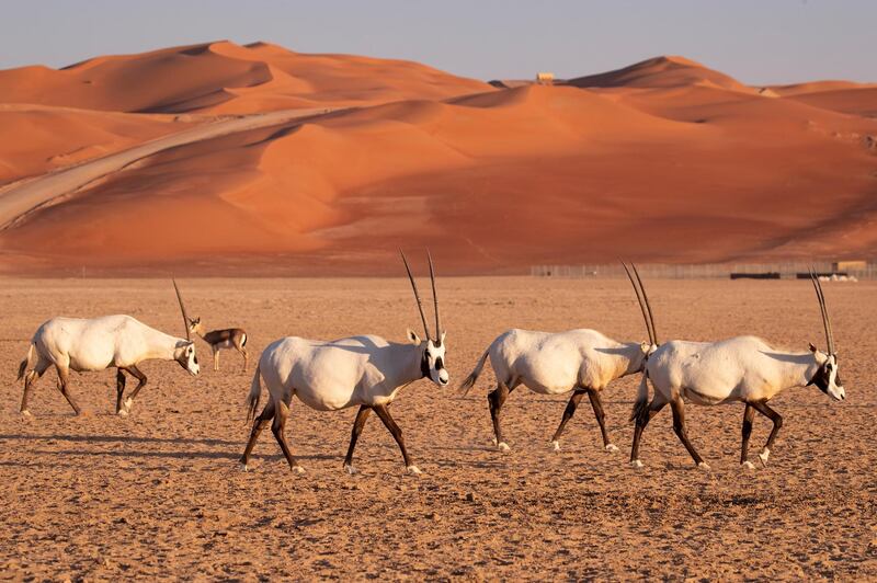 Oryx walk in Rub Al-Khali desert, Saudi Arabia. EPA