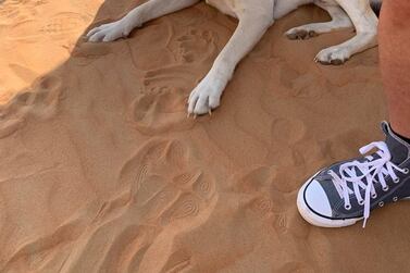 Liwa, a young Labrador believed to have been abandoned deep in the Abu Dhabi desert, pictured shortly after he was found by three families who were dune bashing over the National Day holiday. Courtesy: Birkit