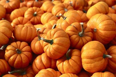 Get a free pumpkin on all orders above Dh150 placed with NRTC Fresh during Halloween week. Courtesy NRTC Fresh