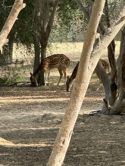 This feeding arena in the centre is a good place to spot the animals. Ahmed S Almansoori / The National